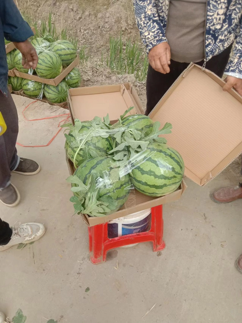 精品嘉年华西瓜大量上市产地直供全国发货