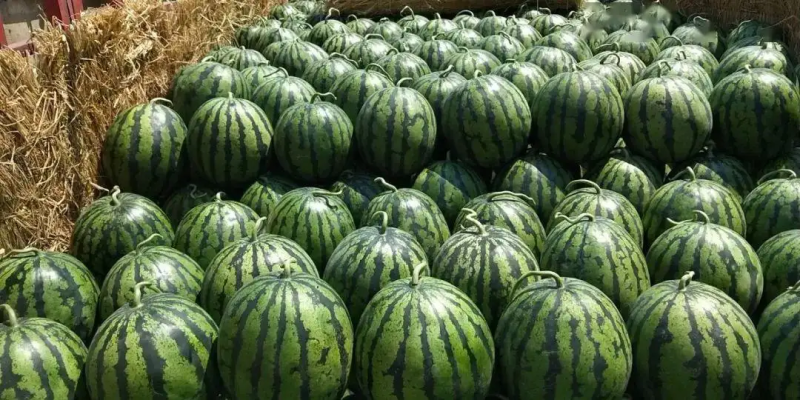 甜王西瓜头茬瓜精品上市口感佳熟度好供批发商超