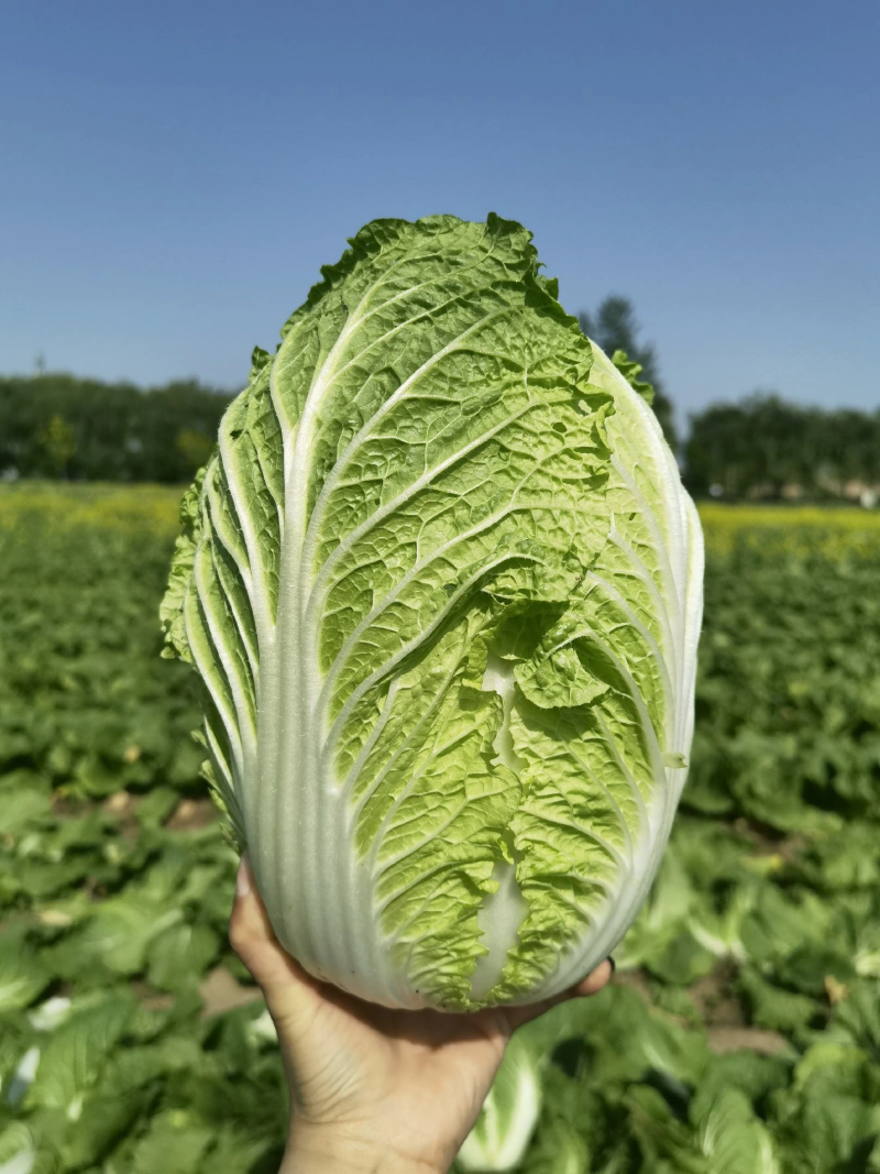 黄心秋喜产地直销欢迎客商喜讯联系白菜，，