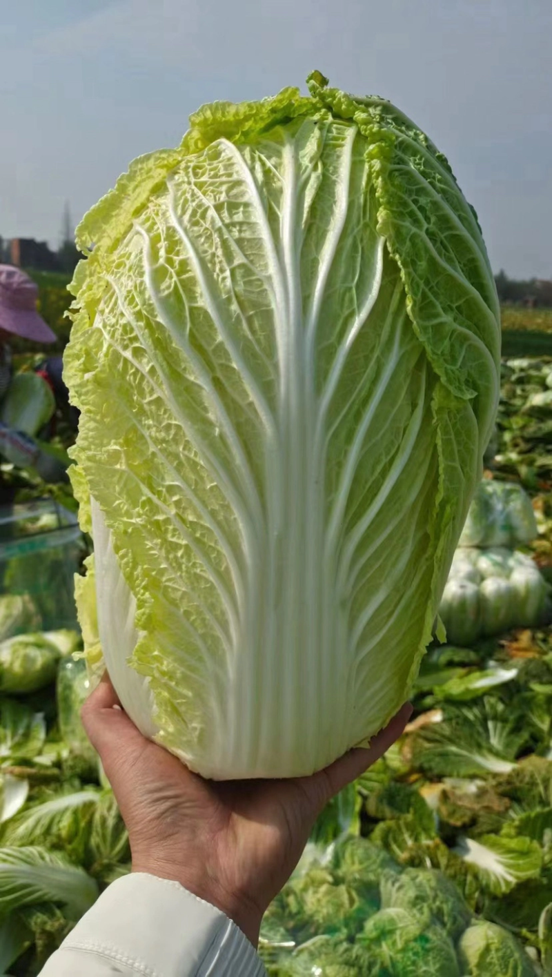 黄心秋喜产地直销欢迎客商喜讯联系白菜，，
