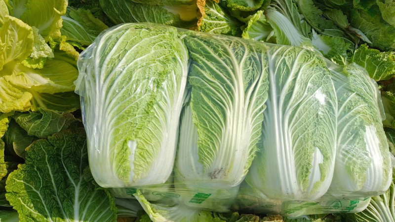 黄心秋喜产地直销欢迎客商喜讯联系白菜，，