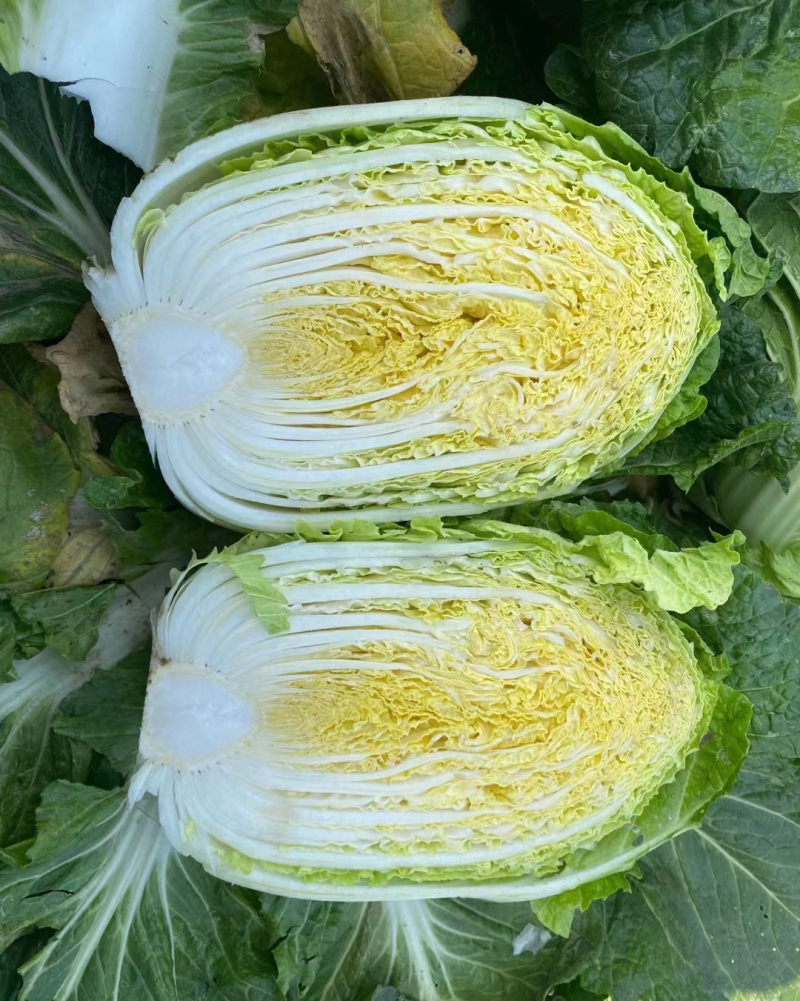 黄心秋喜产地直销欢迎客商喜讯联系白菜，，