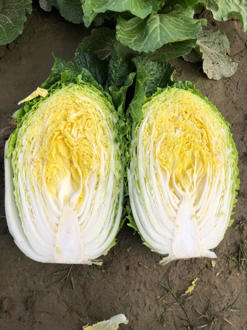 黄心秋喜产地直销欢迎客商喜讯联系白菜，，