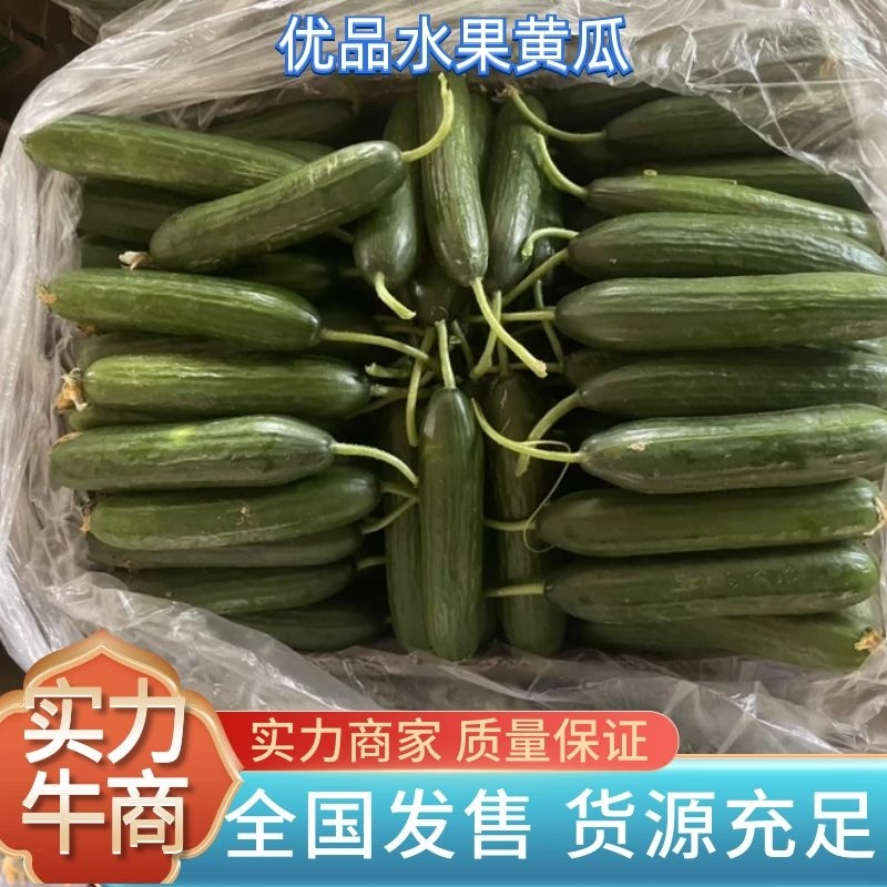 小黄瓜，水果黄瓜电商商场市场大量供应长期合作