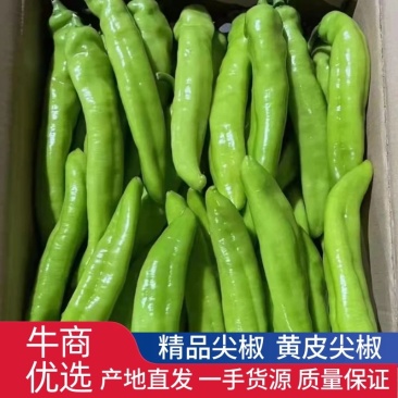 尖椒黄皮尖椒长期供应商需要合作！长期合作！