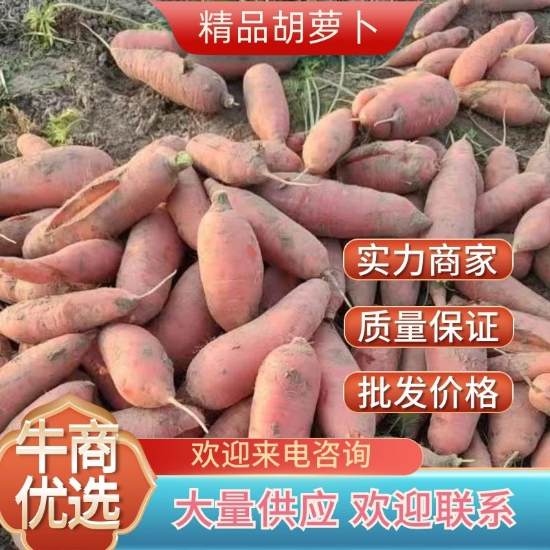 《养殖胡萝卜》有货长期供应商需要合作！长期合作！谢
