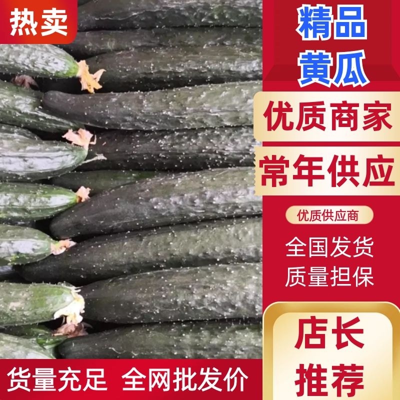精品黄瓜基地直发，量大。欢迎全国各地的友人前来选购