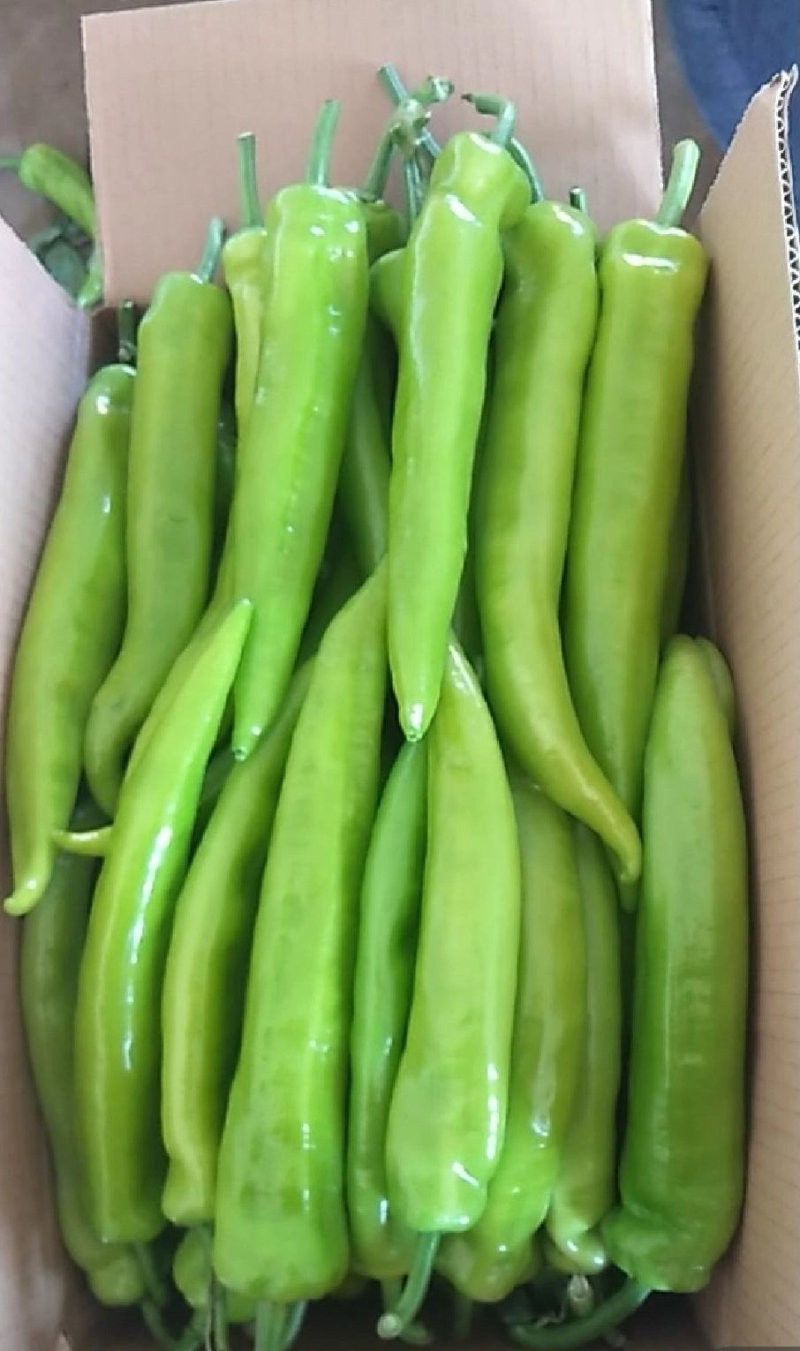 【优质】辣椒精品黄皮椒一手货源可视频看货供应全国