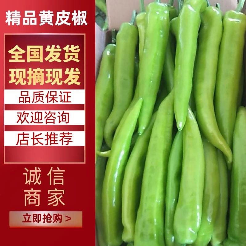 【优质】辣椒精品黄皮椒一手货源可视频看货供应全国