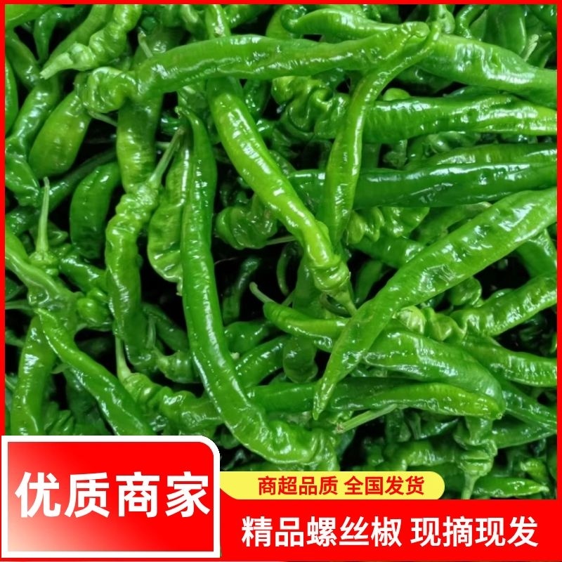 【好货】辽宁精品螺丝椒产地现摘现发品质保证量大从优