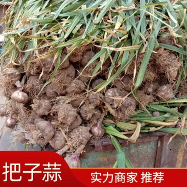 大蒜苗蒜个头大尉氏火热销售中欢迎新老客户联系！诚信第