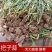 大蒜苗蒜个头大尉氏火热销售中欢迎新老客户联系！诚信第