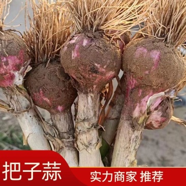 【开封把子蒜】大量上市个头大价格优惠全国代发
