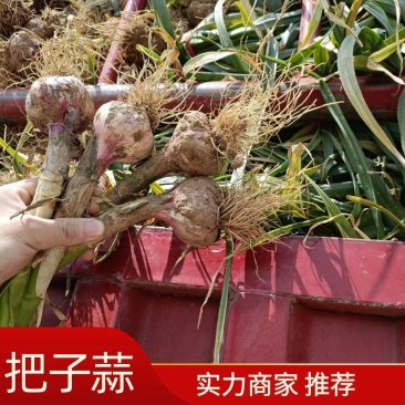 [优选]开封尉氏县紫皮蒜把蒜精品大蒜大量上市