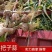 [优选]开封尉氏县紫皮蒜把蒜精品大蒜大量上市