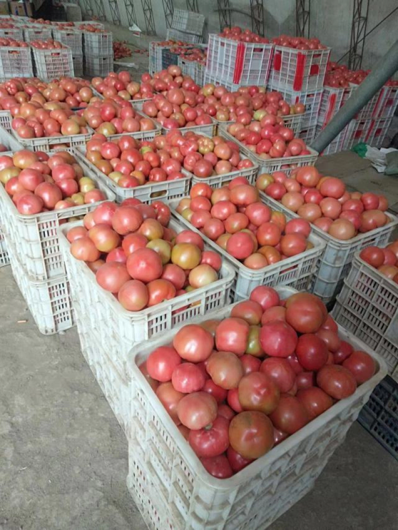 【西红柿】精品硬粉西红柿产地直供可视频看货供应全国
