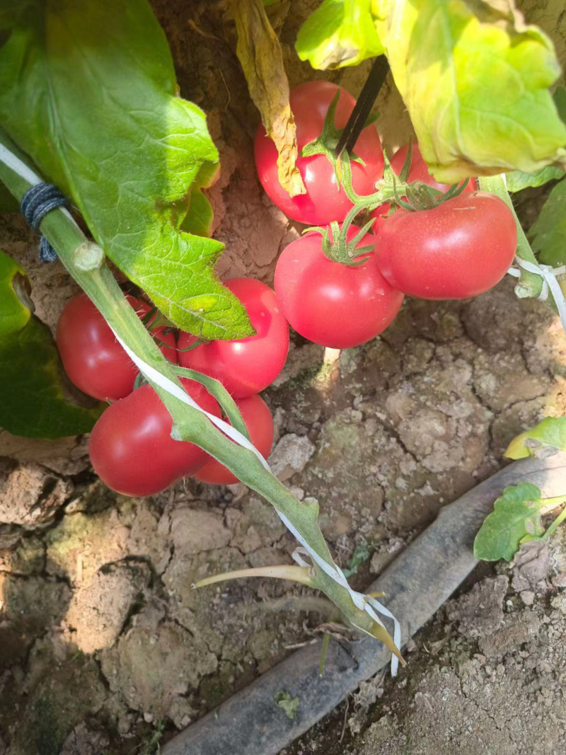 【西红柿】精品硬粉西红柿产地直供可视频看货供应全国