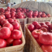 【西红柿】精品硬粉西红柿产地直供可视频看货供应全国