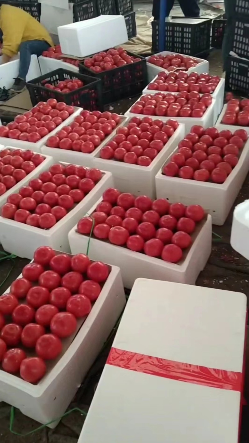 【西红柿】精品硬粉西红柿产地直供可视频看货供应全国