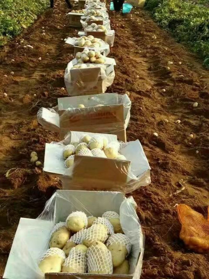 【热卖】山东精品土豆黄心土豆批发价格欢迎进店