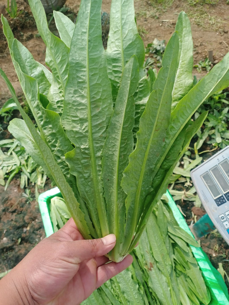 【好货】河北精品油麦菜量大从优品质保证欢迎选购