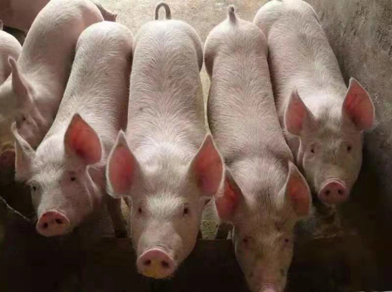 外三元仔猪养殖场直供可现场看货疫苗齐全全国发货
