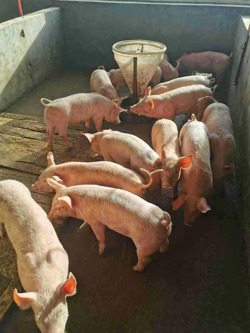 【死亡包赔】三元仔猪湖南养殖场直供包成活包运输健康猪