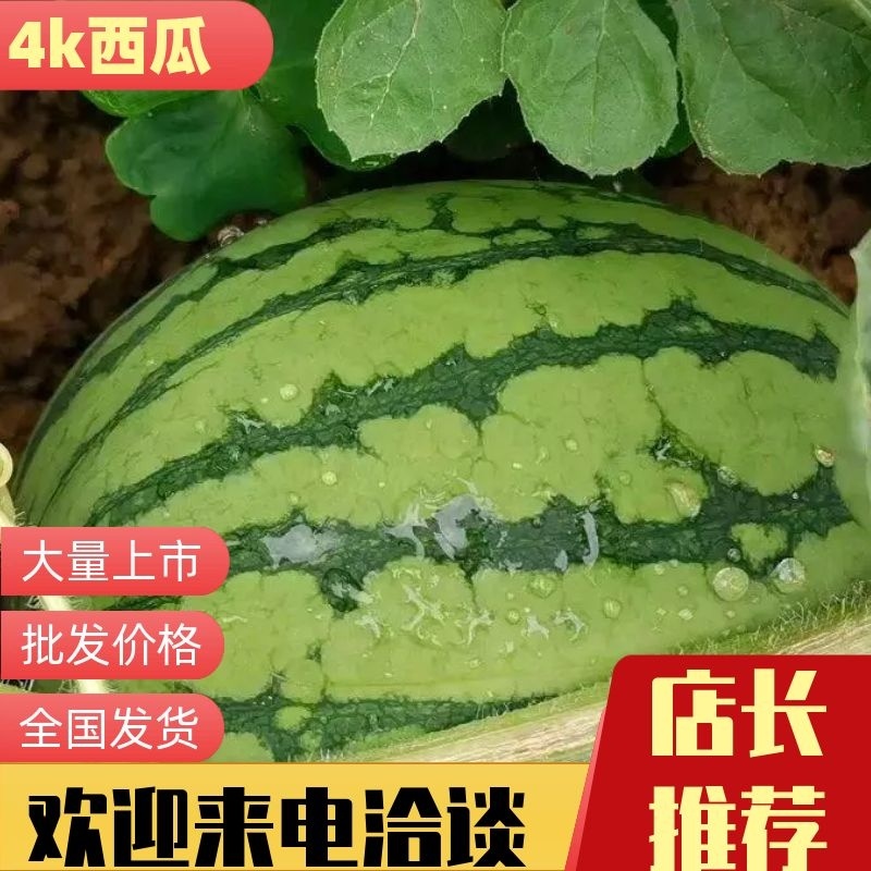 【精选】甘美4K西瓜糖分15视频看货产地直发欢迎联系