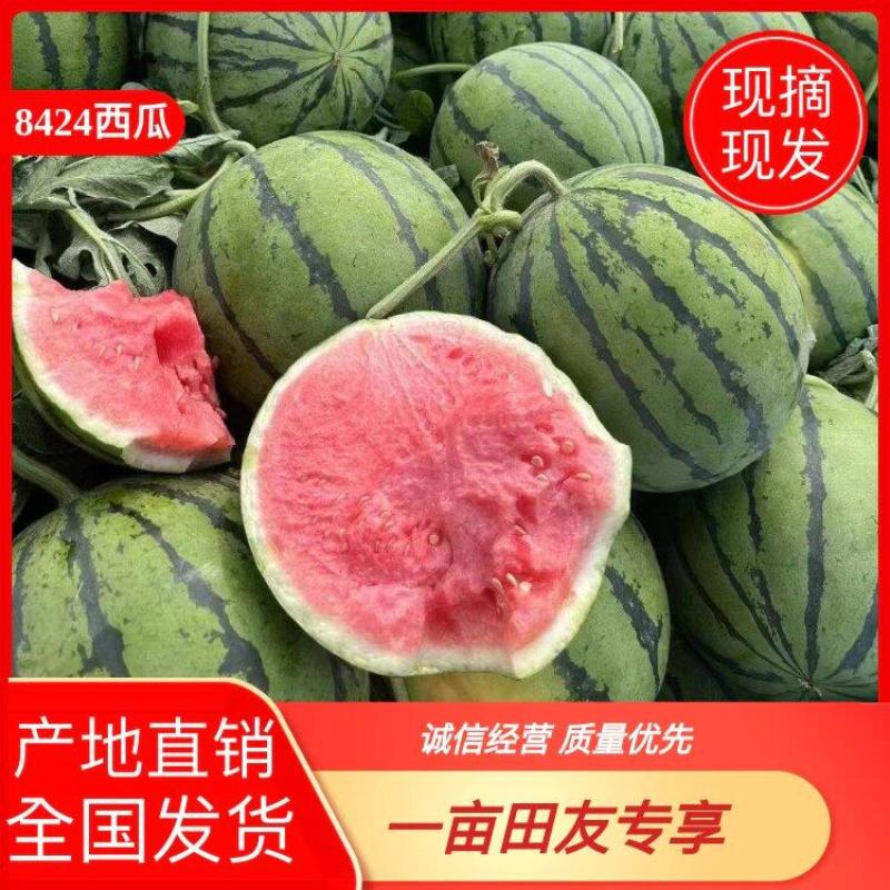 【诚信经营】江苏精品8424产地直销皮薄瓤红口感纯甜