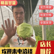 《甘蓝》有货长期供应商需要合作！长期合作！