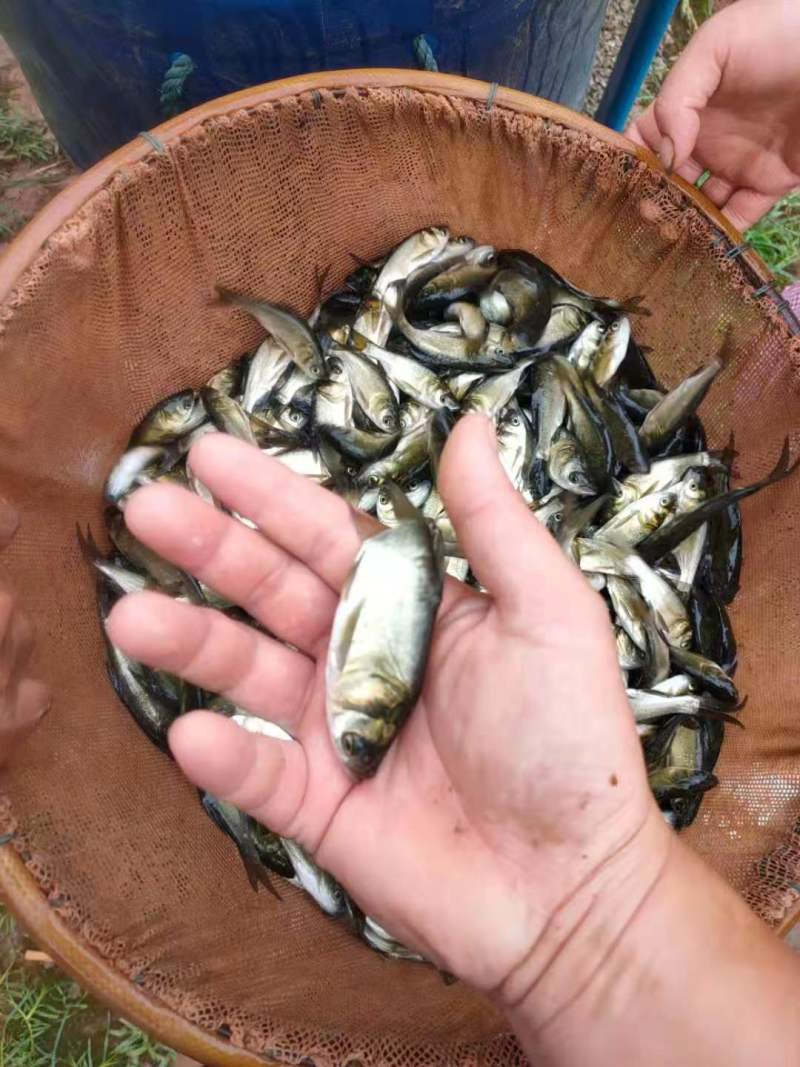 【鲢鱼苗】大口鲢，花白鲢苗，渔场直供量大从优品质保证