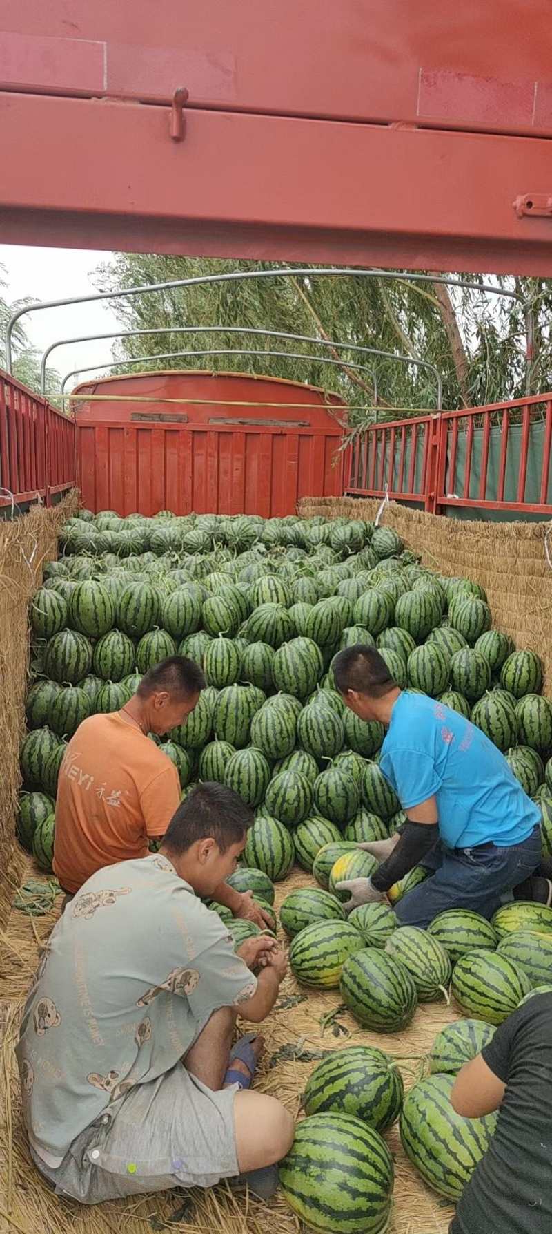 《实力商家》山东西瓜大棚甜王西瓜山东甜王产地直发