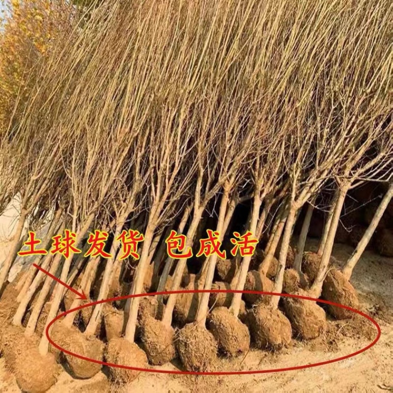 【石榴树】山东精品带土球石榴树基地直供现挖现发欢迎