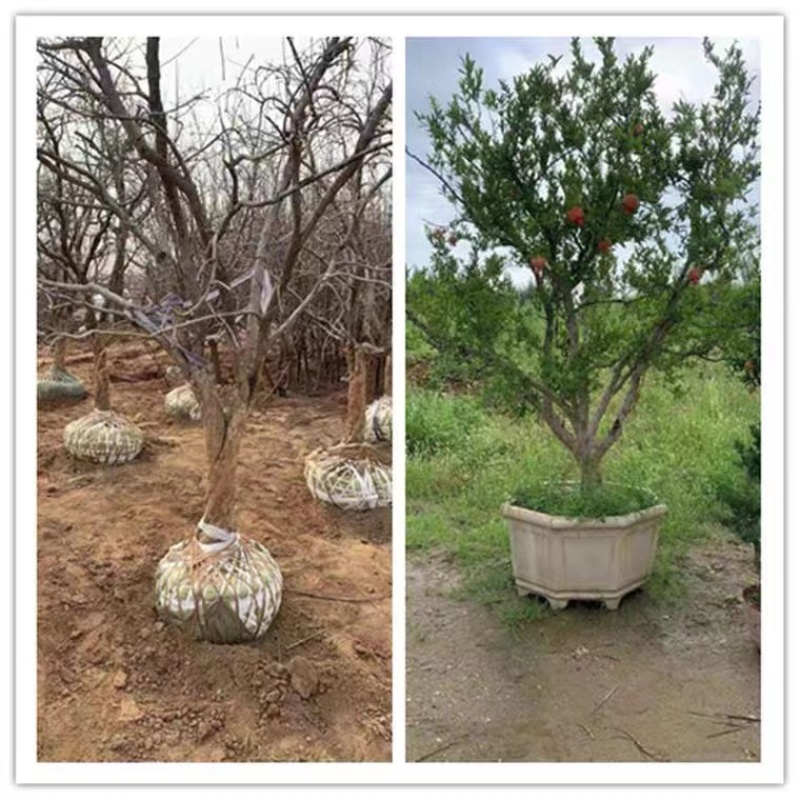 【石榴树】山东精品带土球石榴树基地直供现挖现发欢迎