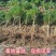 【石榴树】山东精品带土球石榴树基地直供现挖现发欢迎