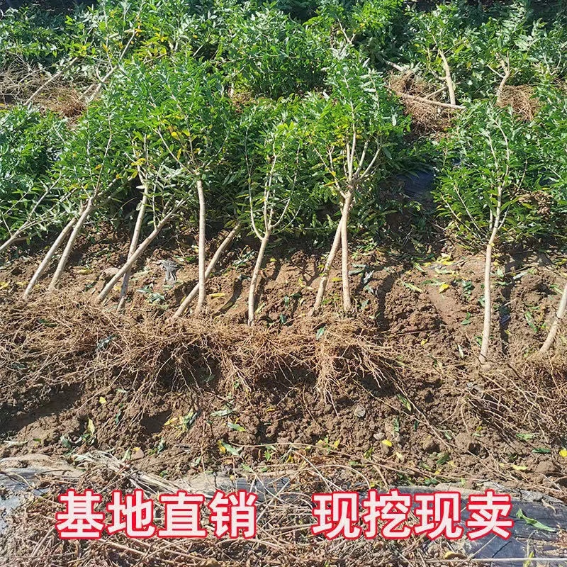 【石榴树】山东精品带土球石榴树基地直供现挖现发欢迎
