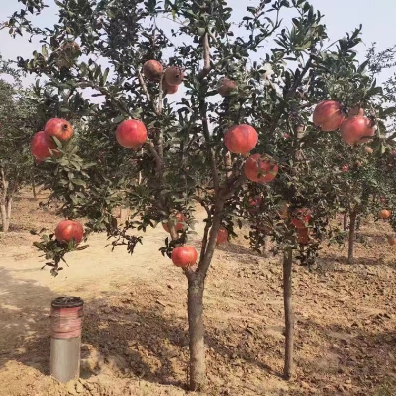 【石榴树】山东精品带土球石榴树基地直供现挖现发欢迎