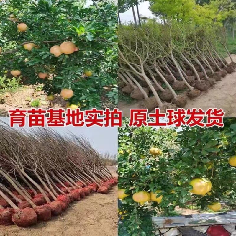 【石榴树】山东精品带土球石榴树基地直供现挖现发欢迎