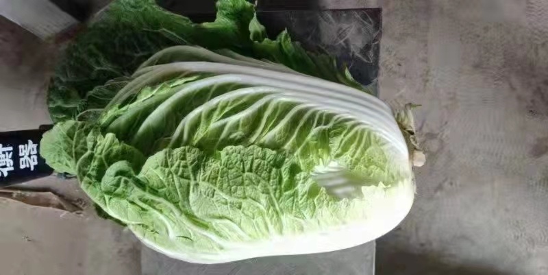 精品白菜大量上市基地直销量大优惠欢迎进店咨询采购