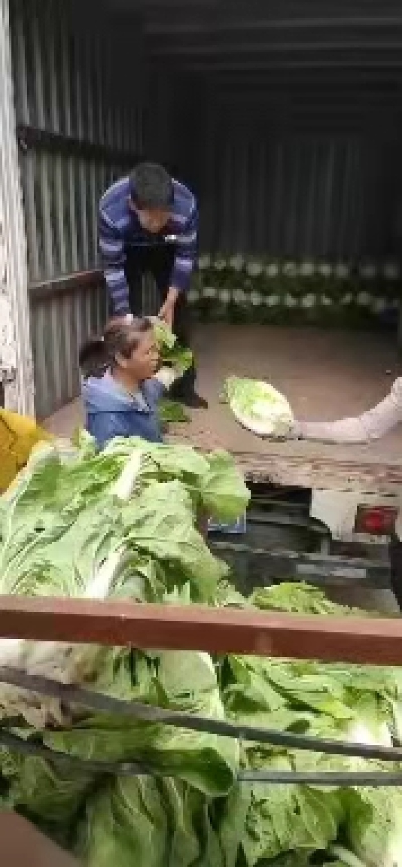 精品白菜大量上市基地直销量大优惠欢迎进店咨询采购