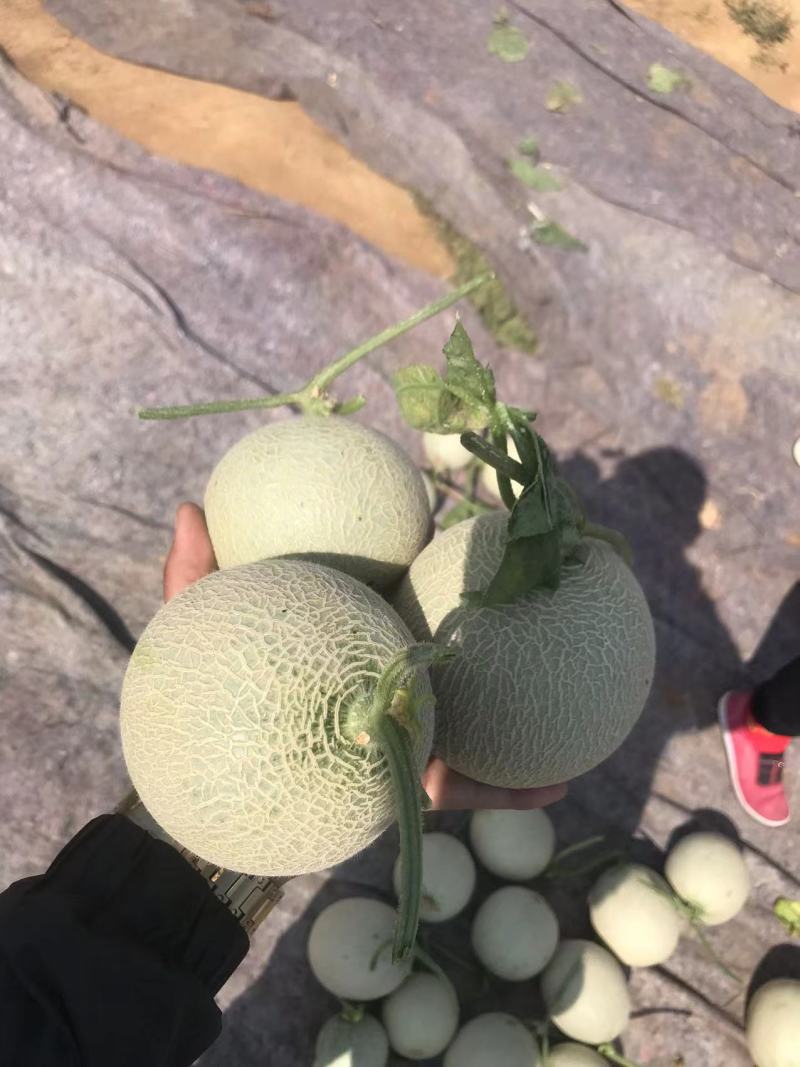 精品山东海阳网纹瓜，新鲜上市，现摘现发，质量保证，全国代发