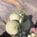 【近期价格下滑】精品海阳网纹瓜,新鲜上市,产地直供,