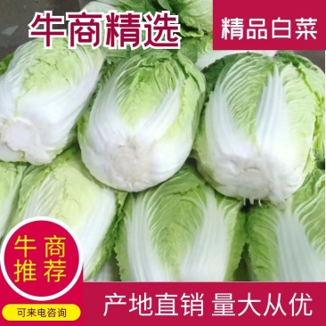 精品白菜大量上市基地直销量大优惠欢迎进店咨询采购