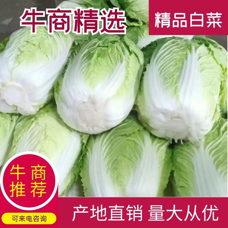 精品白菜大量上市基地直销量大优惠欢迎进店咨询采购