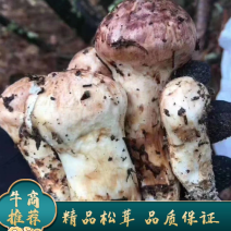 松茸源头货品质保证规格齐全现有货量大从优顺丰包邮