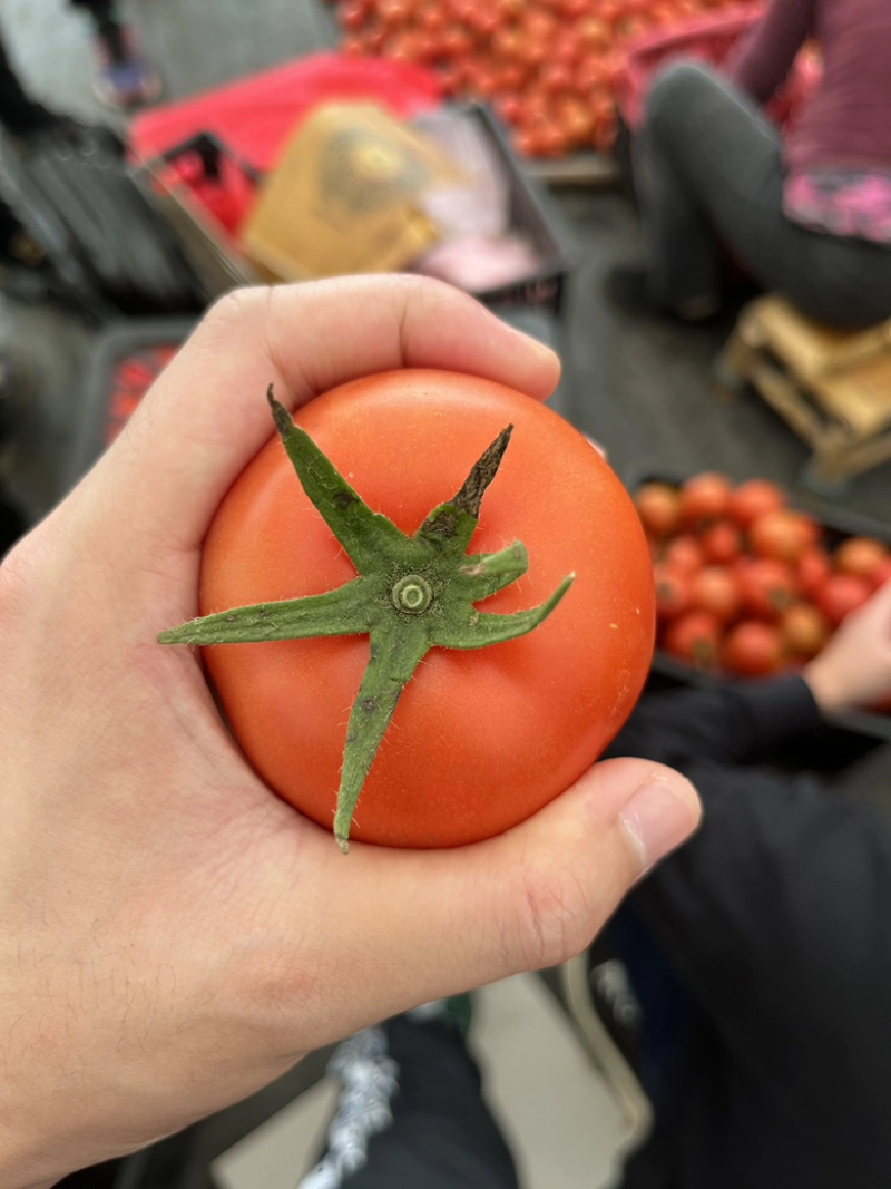 番茄大量上市产地直发欢迎各位老板咨询质量保证