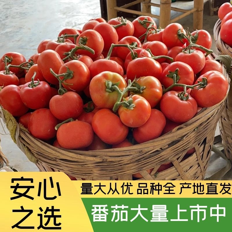 番茄大量上市产地直发欢迎各位老板咨询质量保证