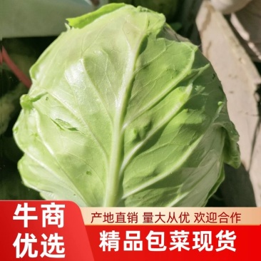奥齐拉大量上市中，一手货源，长年供应，基地货，欢迎咨询…