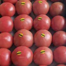 新民市精品西红柿，基地直供质量保证全国现摘现卖