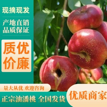 【好货】陕西油蟠桃产地直发支持全国发货一手货源
